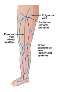 Front-of-leg-vein-anatomy.