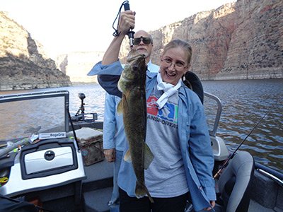 31+ Montana Walleye